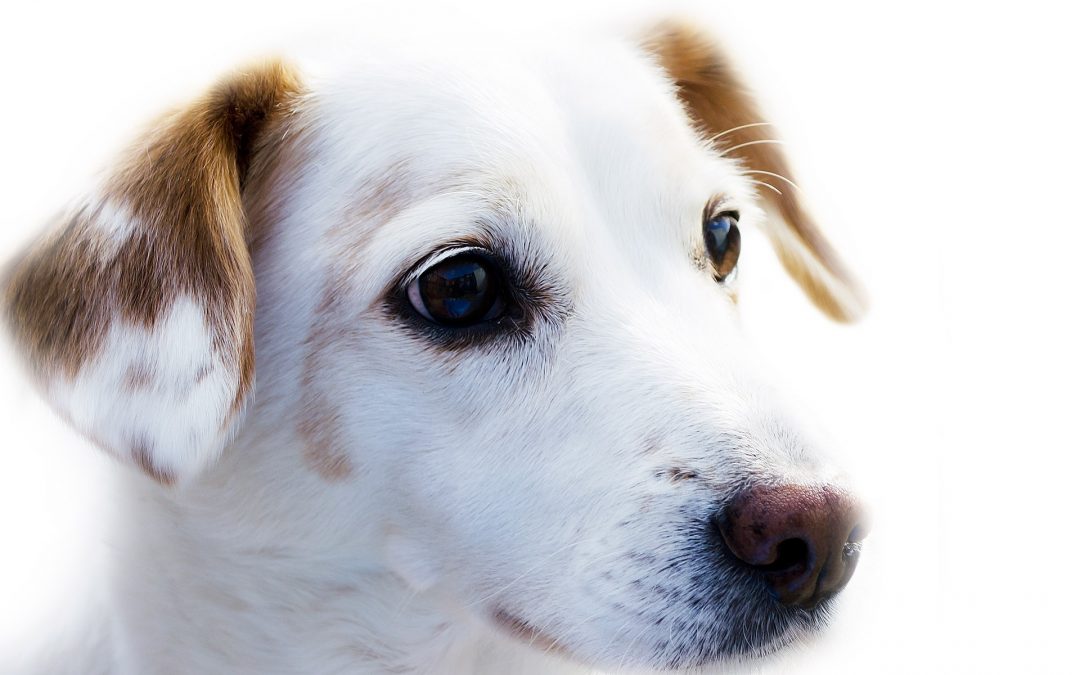 How to grieve the loss of a pet