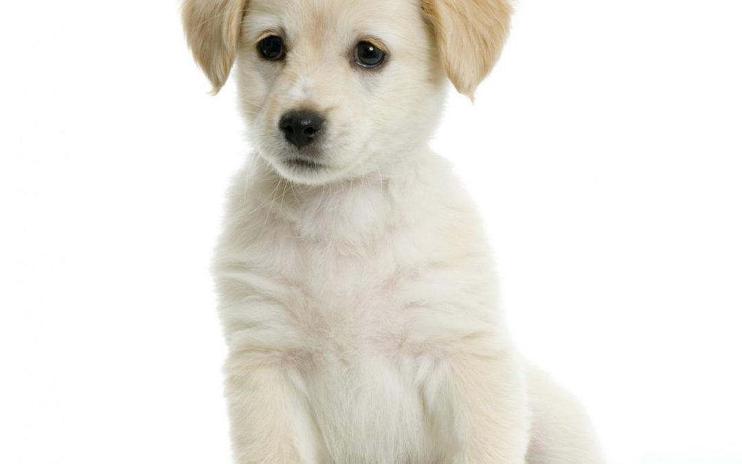 10 best gifts for animal lovers