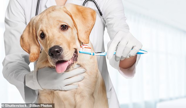 Dog owners are warned not to use human toothpaste to combat their pets bad breath