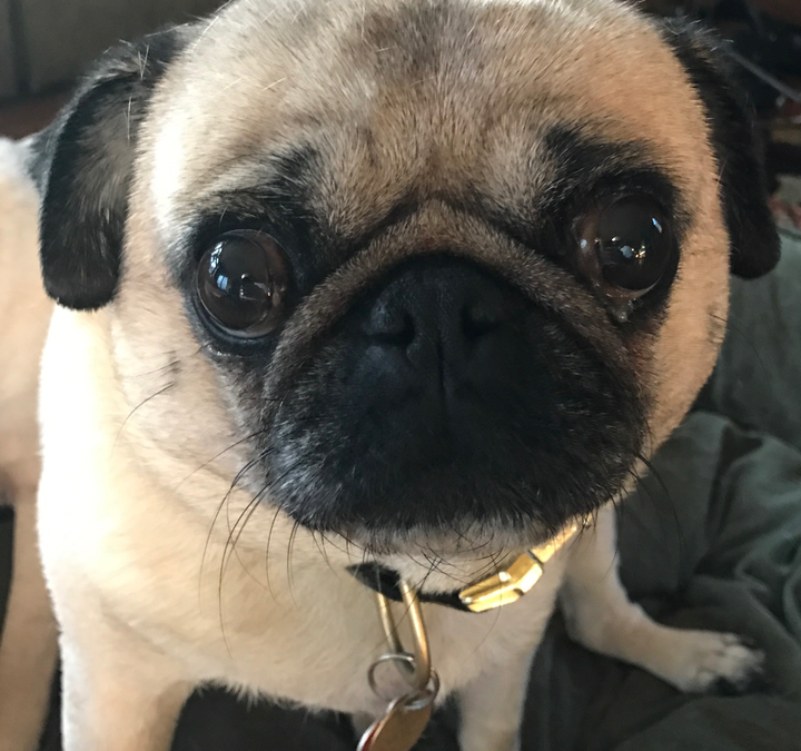 Reality Check: Your Dog Is Terrible For The Environment