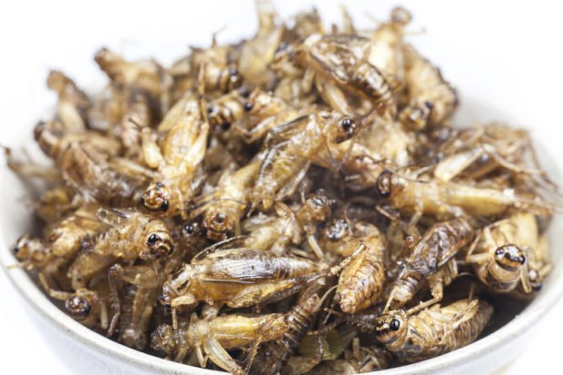 Insects still have ‘yuck factor’ for many despite being a sustainable alternative to meat